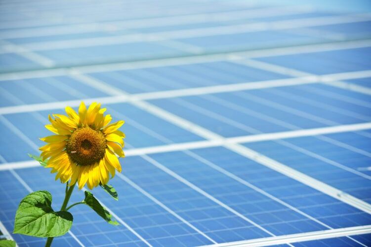 sunflower and solar panels for energy saving